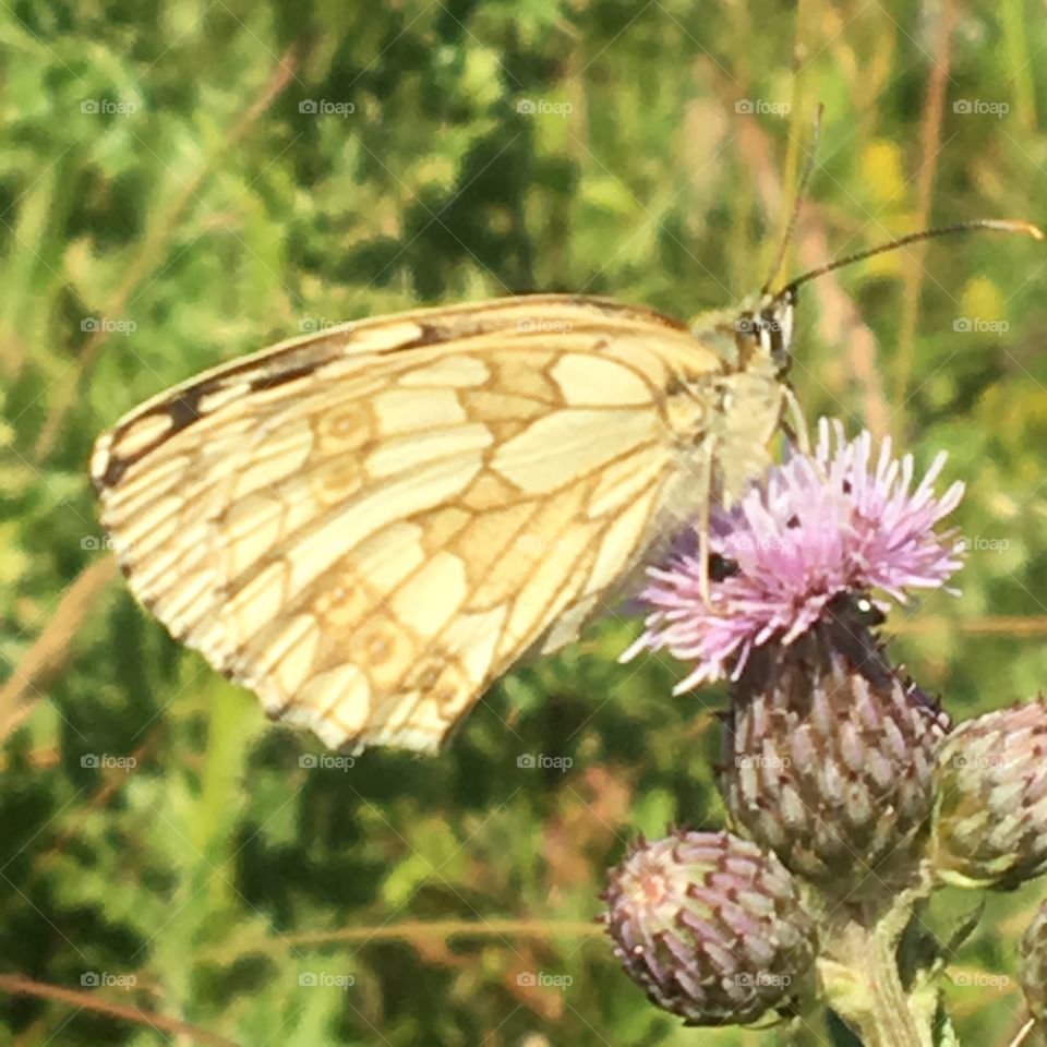 A close up of a butterfly in the wild