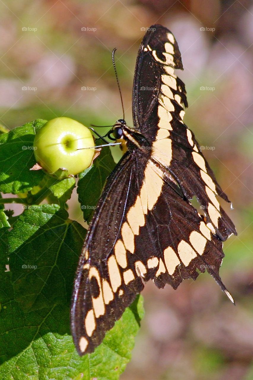 Giant swallowtail butterfly 