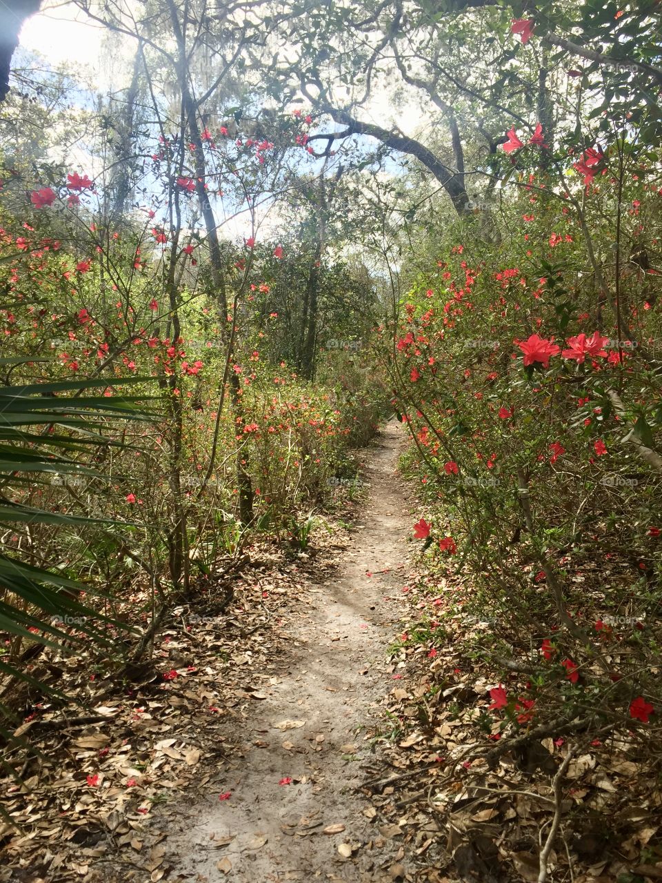 Hiking trail through the woods on a beautiful day with azalea flowers