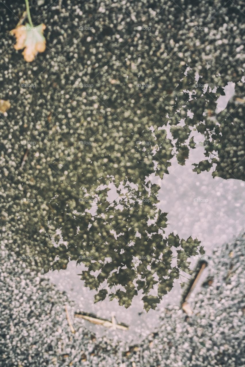 Puddle reflection 