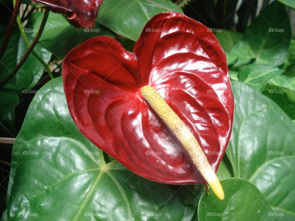 The anthurium, a tropical flower with a large waxy red leaf. 