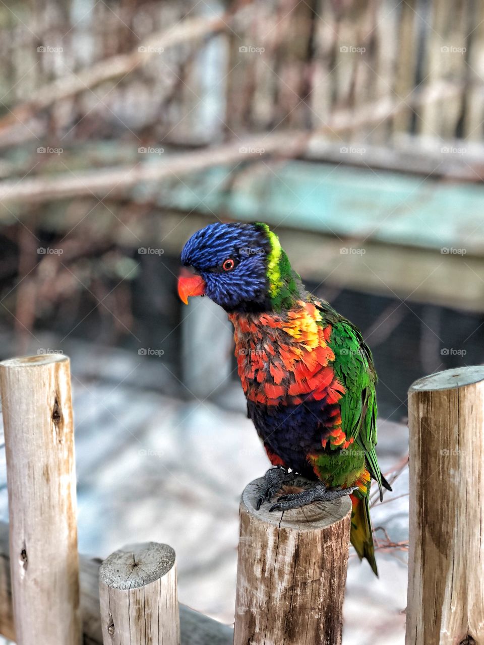 Colorful bird. 