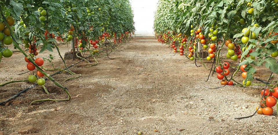 Tomateras Almeria invernadero