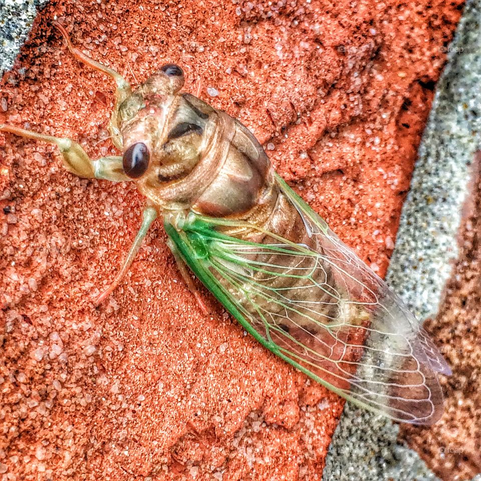 Cicada bug hanging on wall