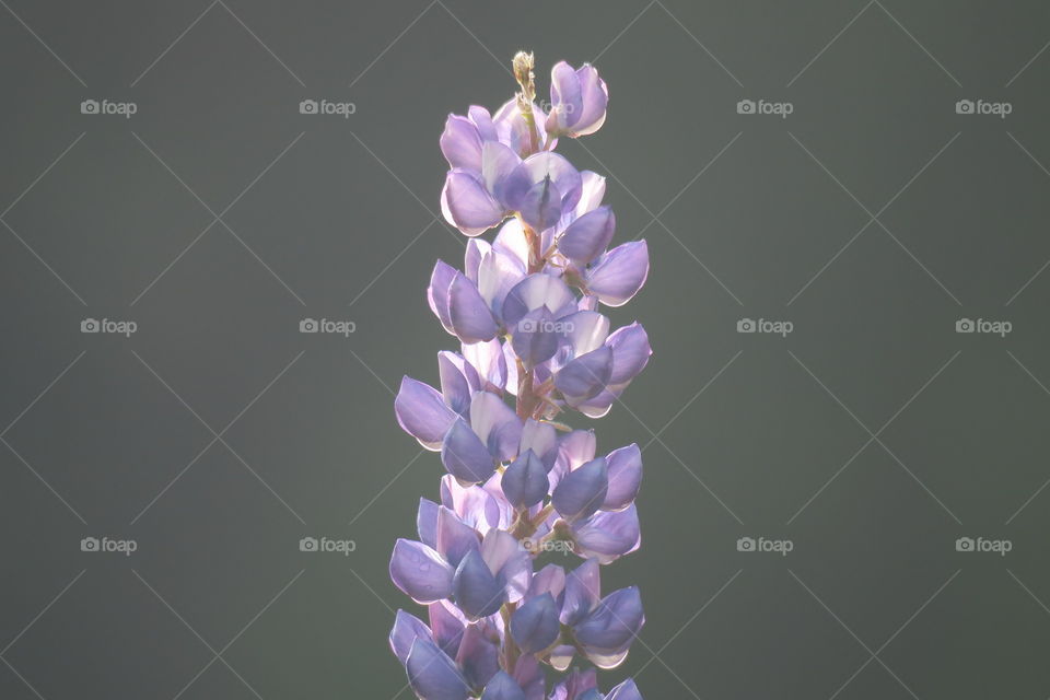 Lupinus