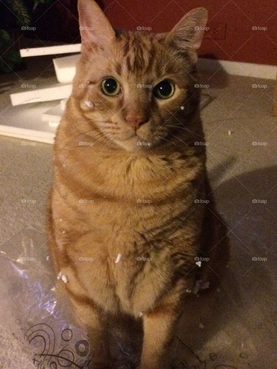 Orange tabby cat after playing in some styrofoam packaging 