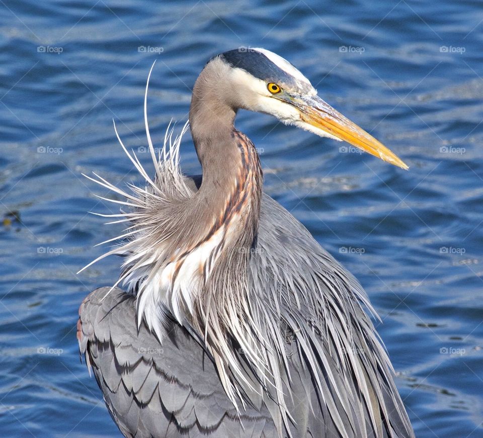 Great blue heron