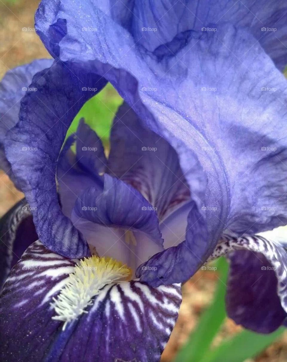 purple iris