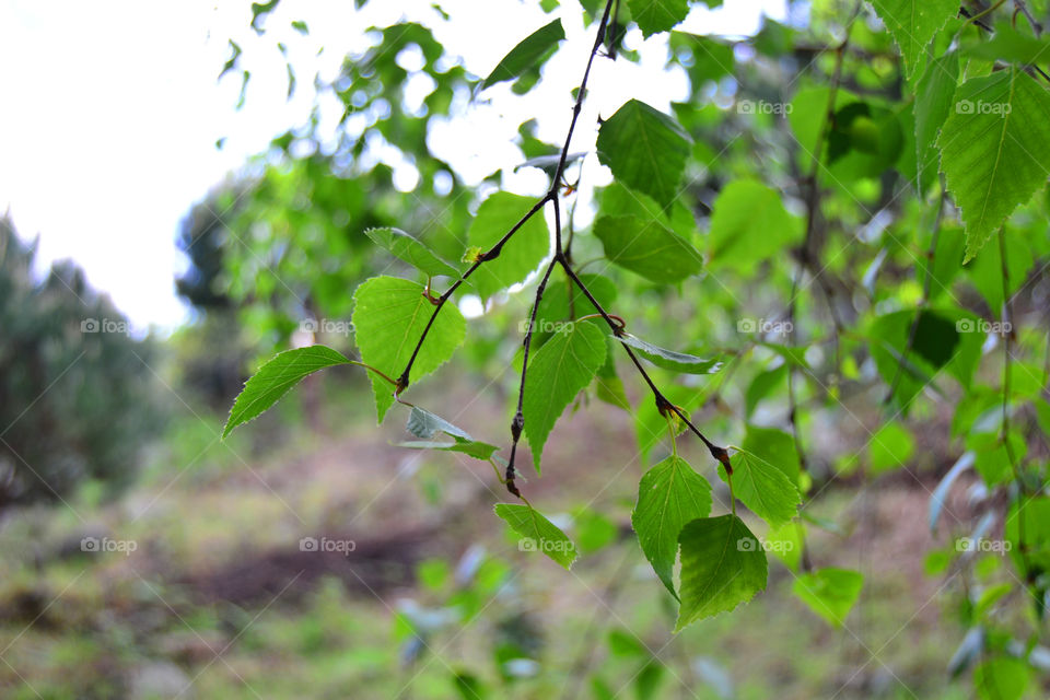 Leaves on a fragile branch