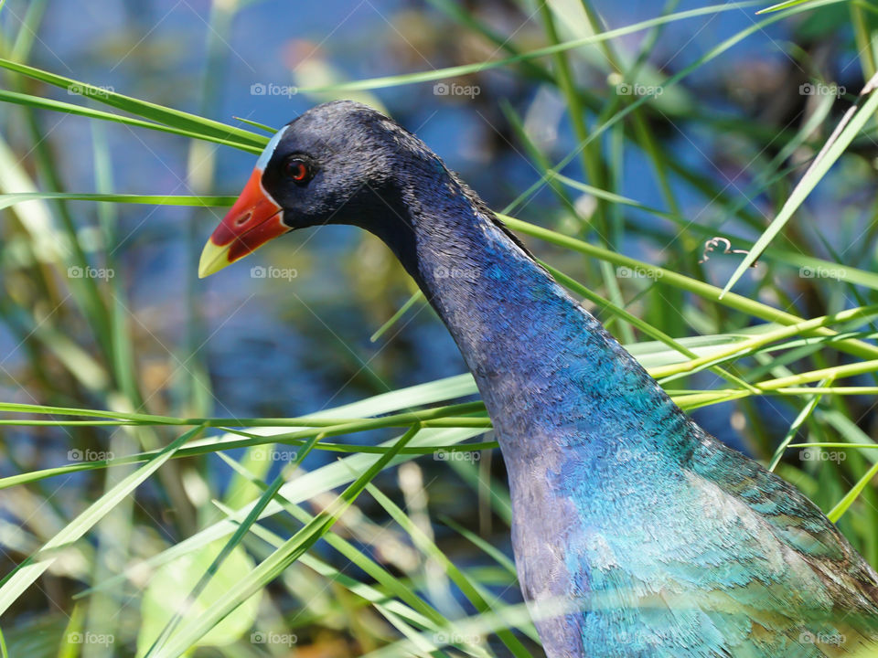 Purple Gallinule with Ref Beak