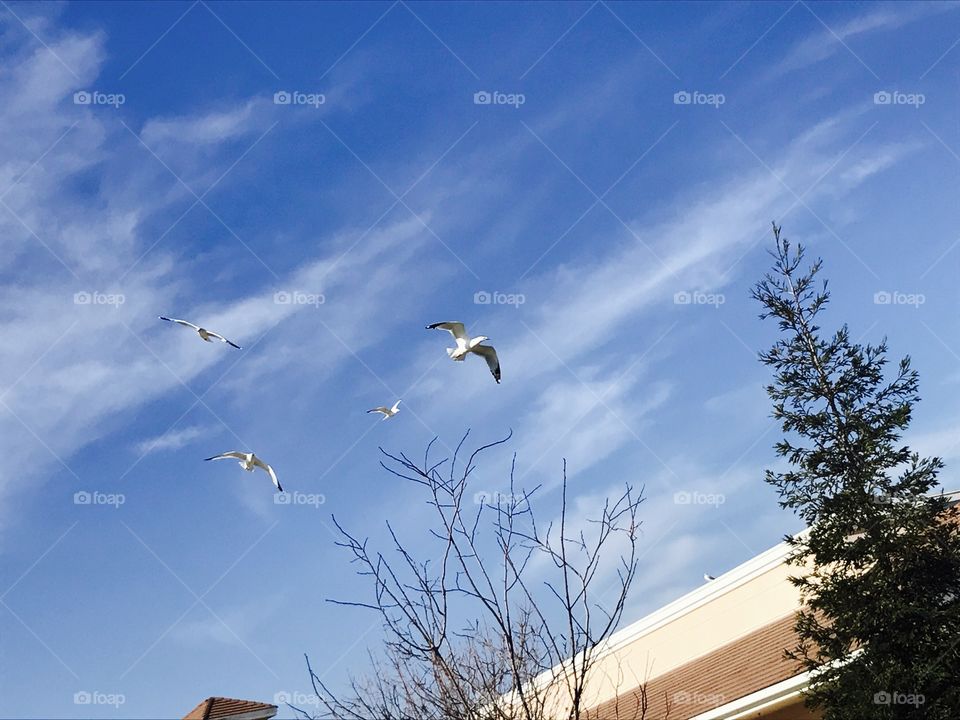 Seagulls soaring through the sky by the beach