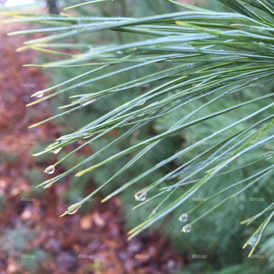 Winter rain. Close up of the winter rain droplets on our pine tree. 