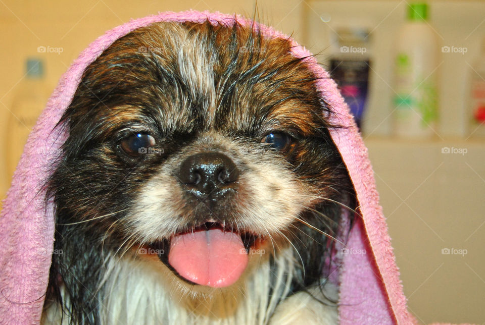 Furry pekingese dog wrapped in towel fresh from the shower