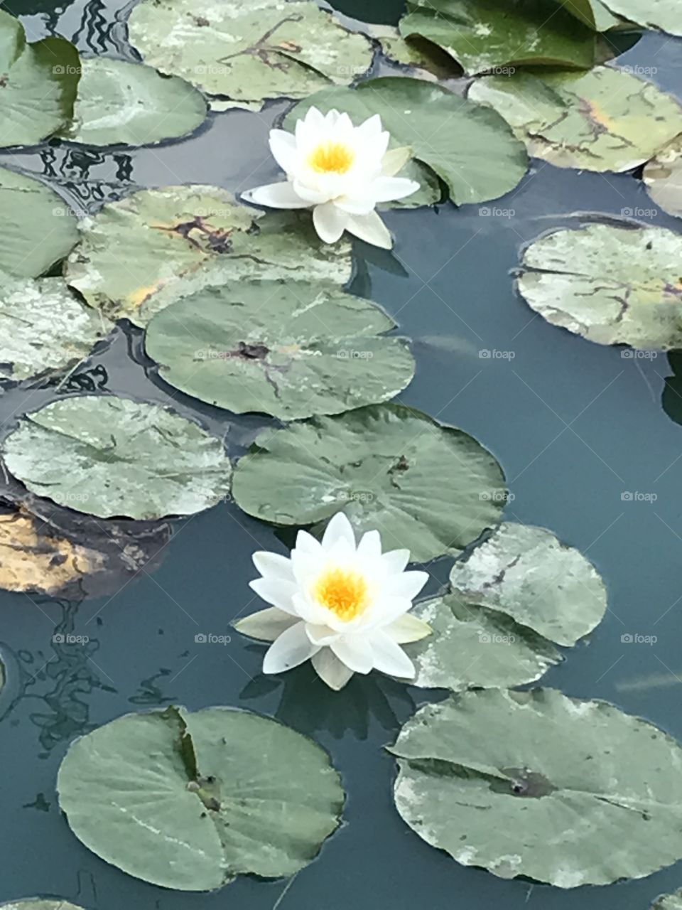 Water Lilies and Lily Pads floating in a pond 