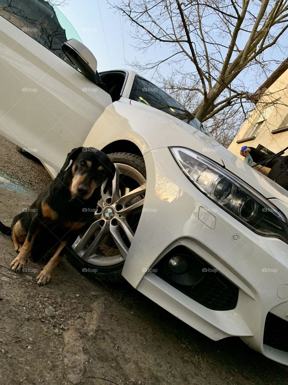 Nice car cute dog 🙂