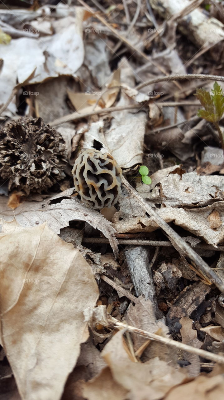 beautiful black morel mushroom