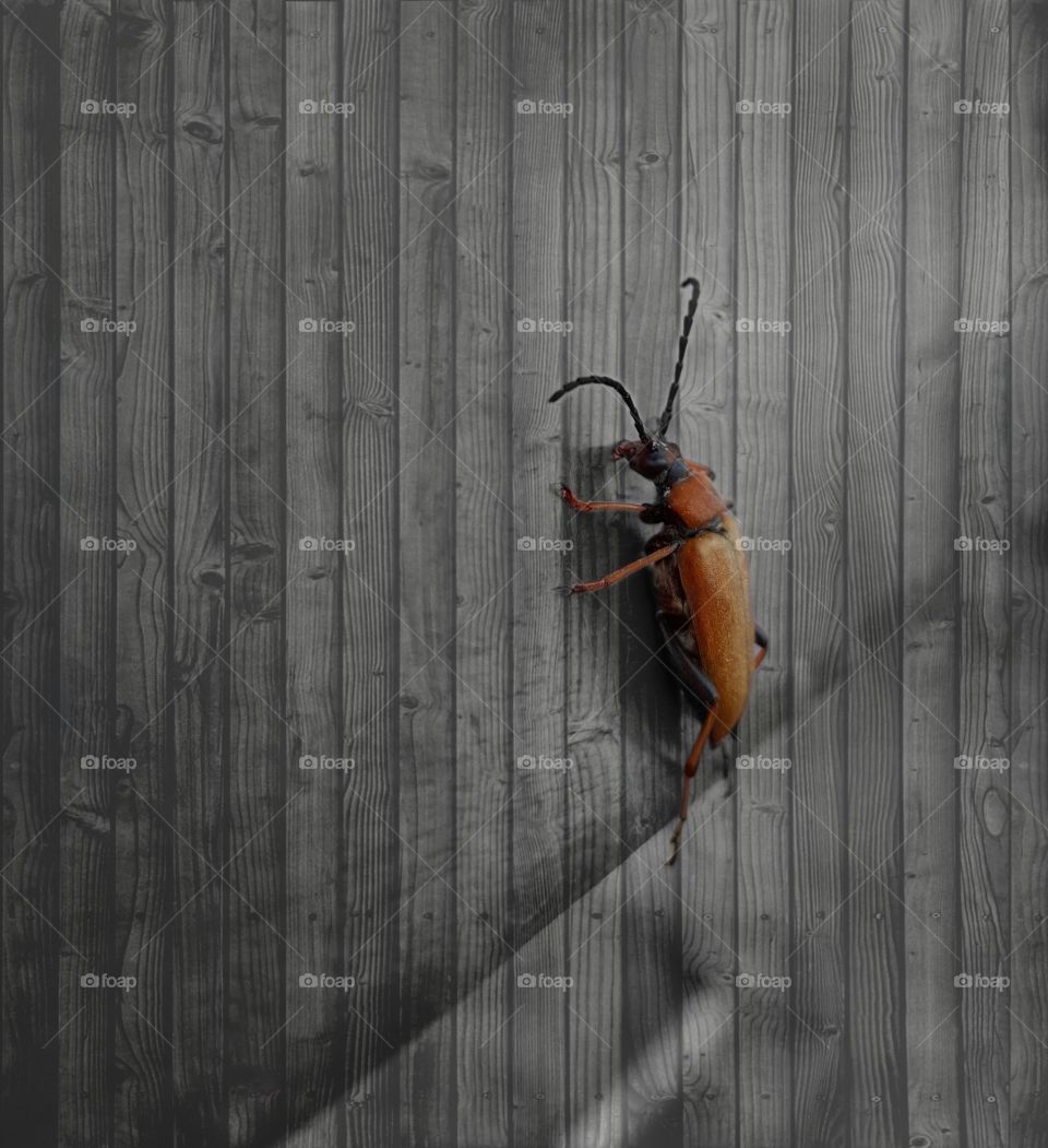 Orange beetle on the grey wall