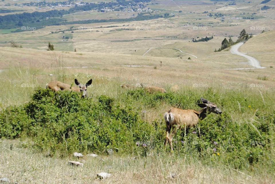 Bison range in Montana