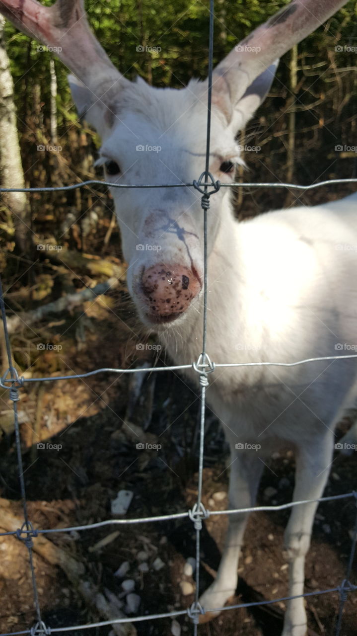 Close-up of albino at zoo