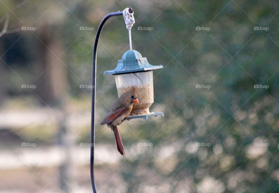 Female cardinal at the bird feeder 