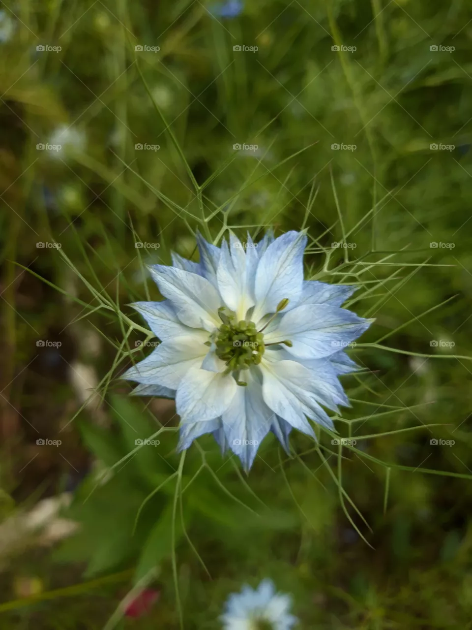 flower