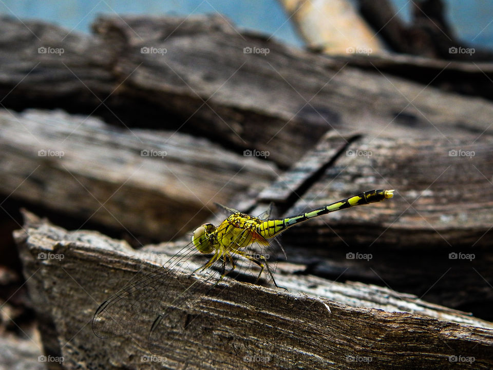 Green Dragonfly ❤❤❤