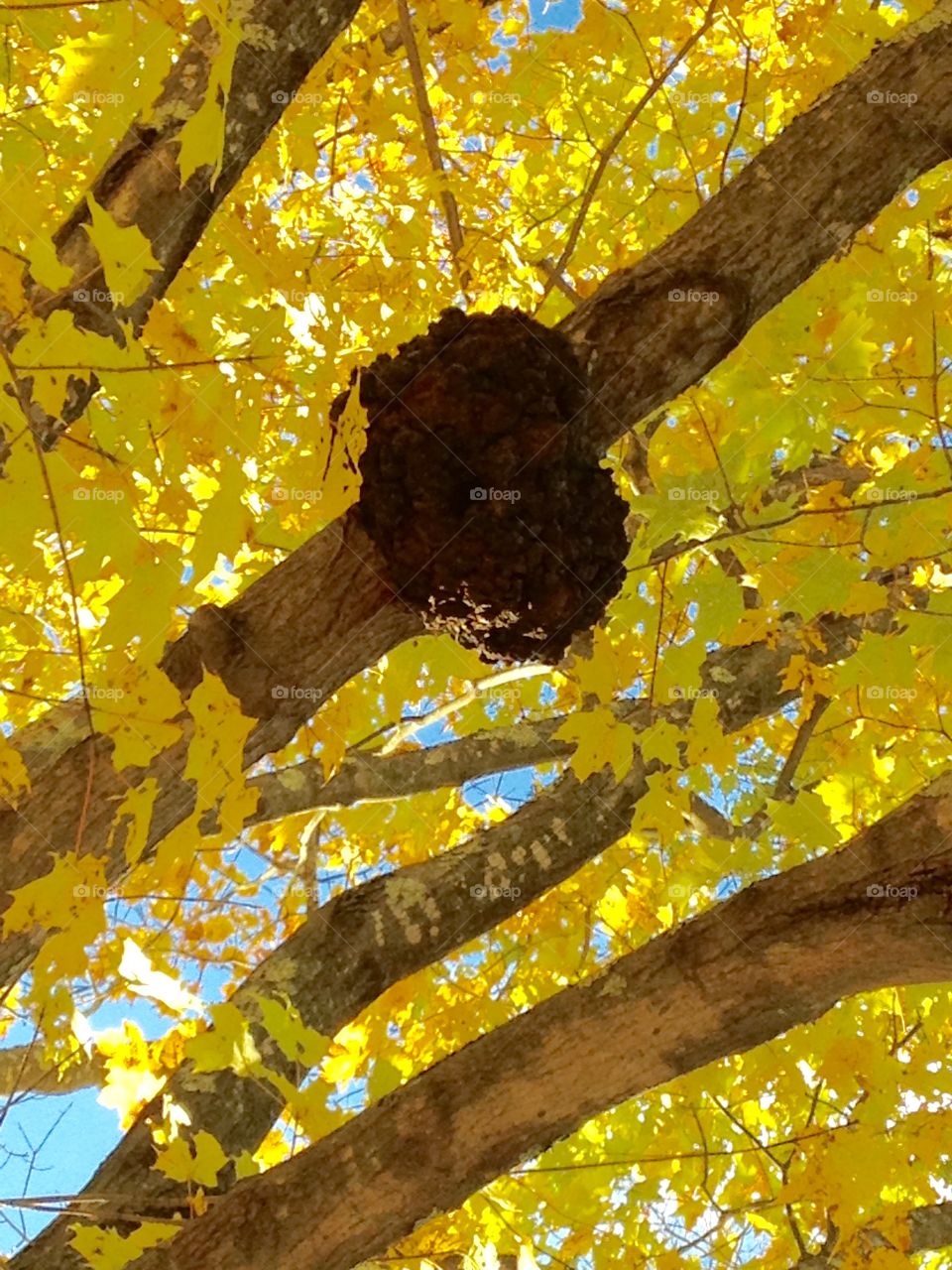Tree Burl In Autumn. Easy to see in Fall & the sun shining. Took opportunity to get this great yellow leaf photo to show off the burl!
