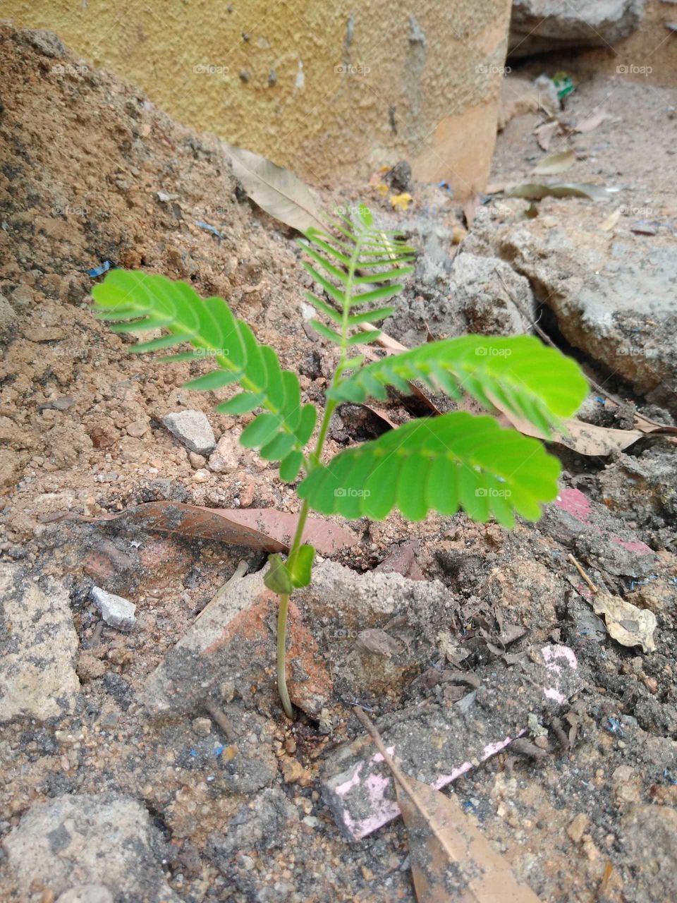 Tamarind plant