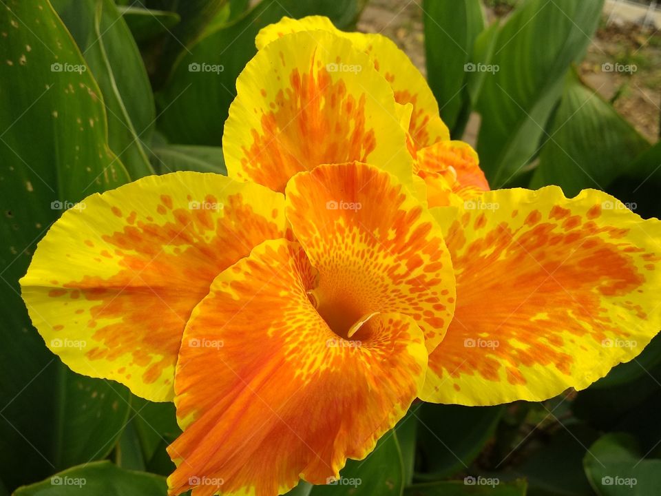 Very Beautiful Artistic Flower