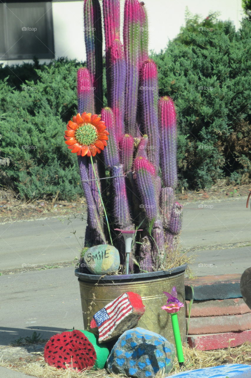 Rainbow cactus!