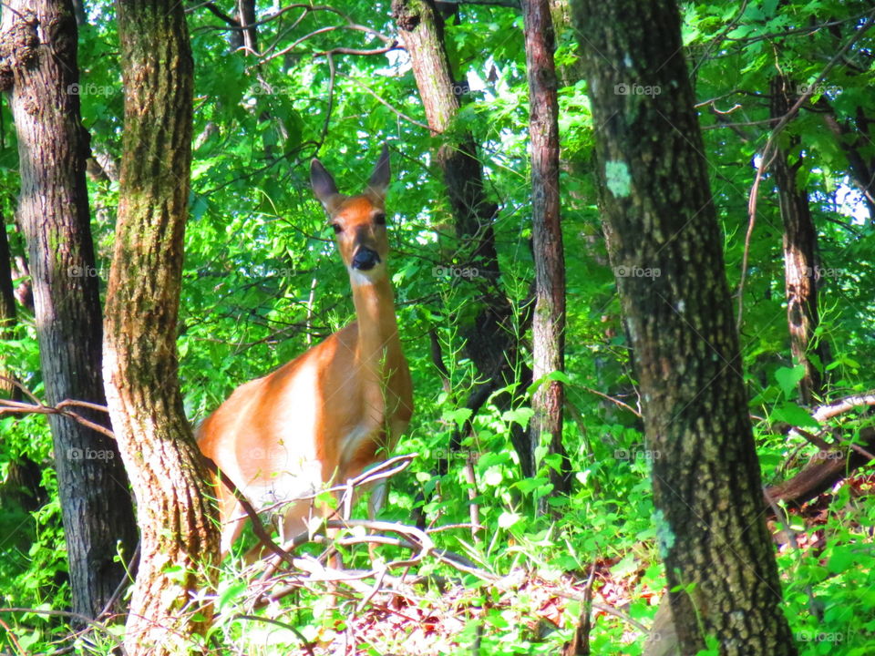 Appalachian Trail Friend. Doe on the Appalachian Trail, WVA