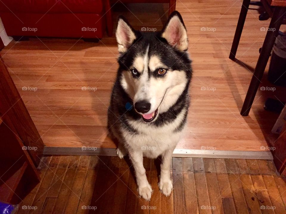 Blue and Brown eyed Siberian Husky 