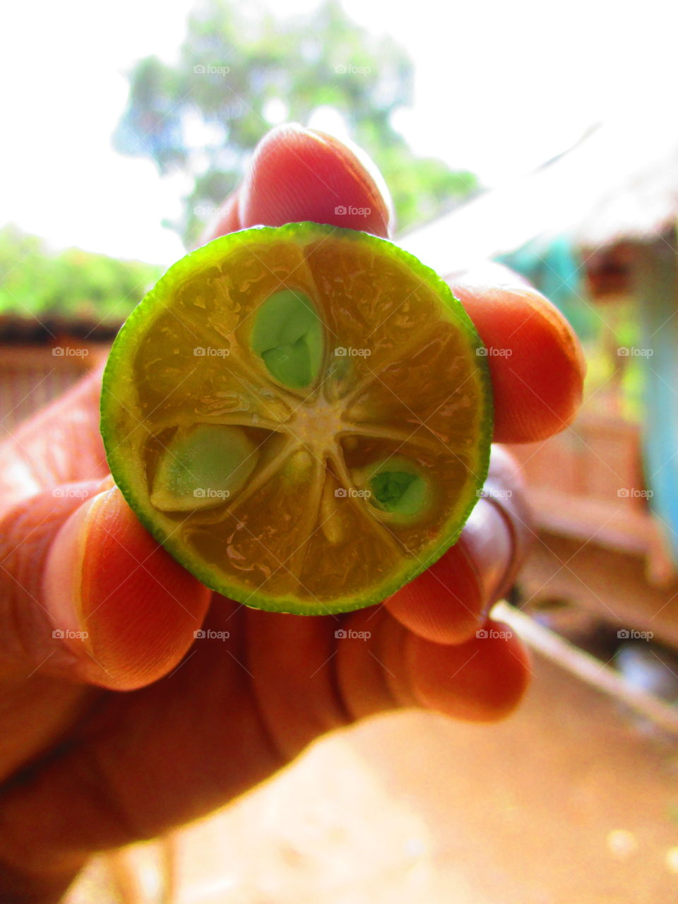 calamondin/calamansi