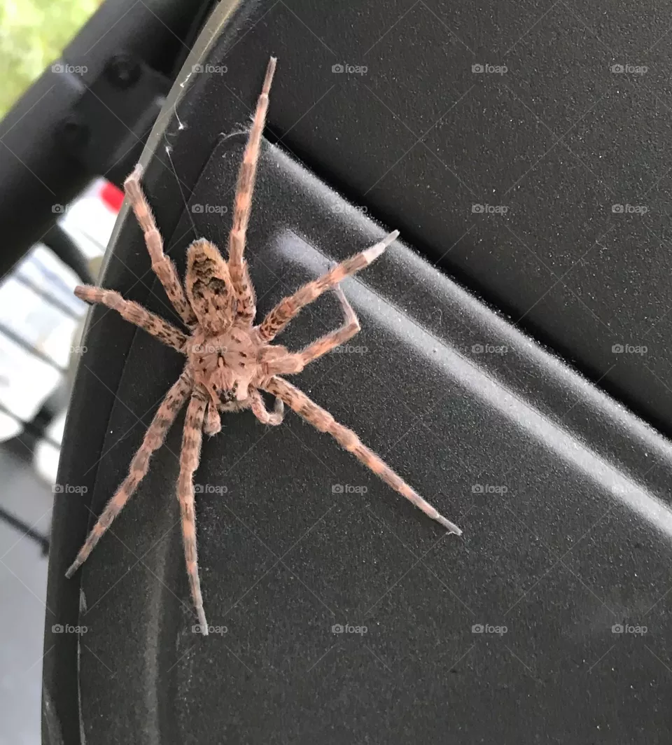 Spider