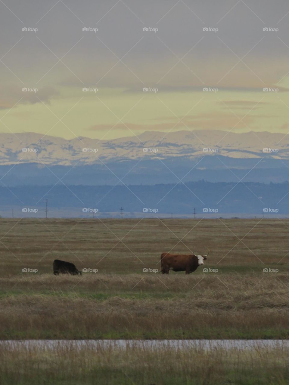 Cattle in a Field Surrounded by Snow Capped Mountains 