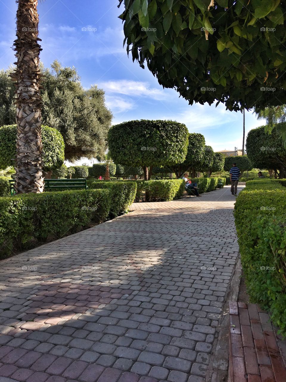 Garden, No Person, Architecture, Pavement, Tree