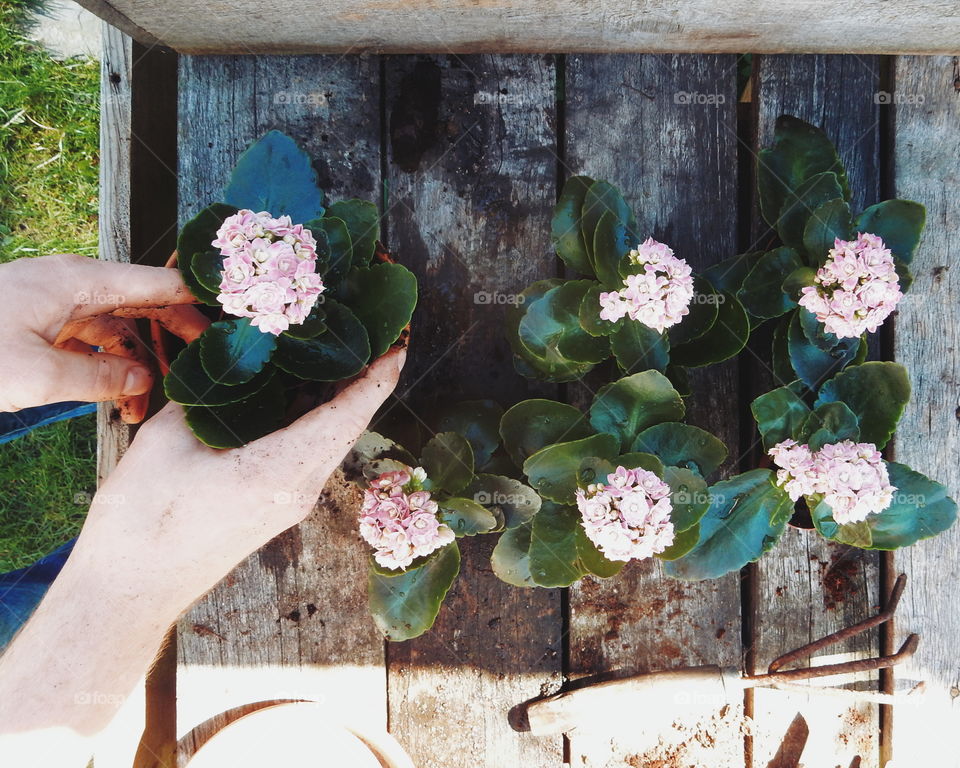 View of a person planting plant