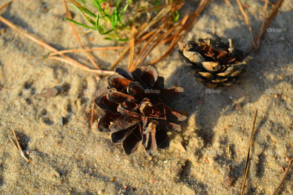 cones on the beach in the sunshine