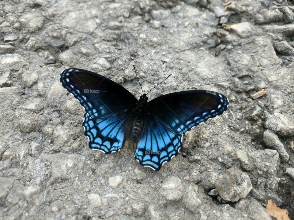 blue butterfly