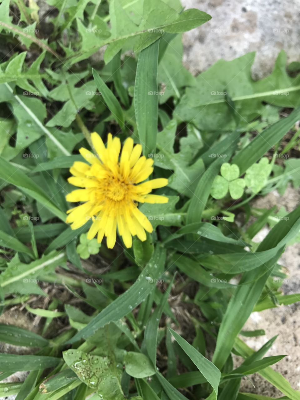 A little yellow flower 