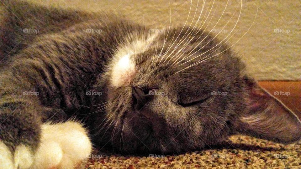 it is hard work being a cat.