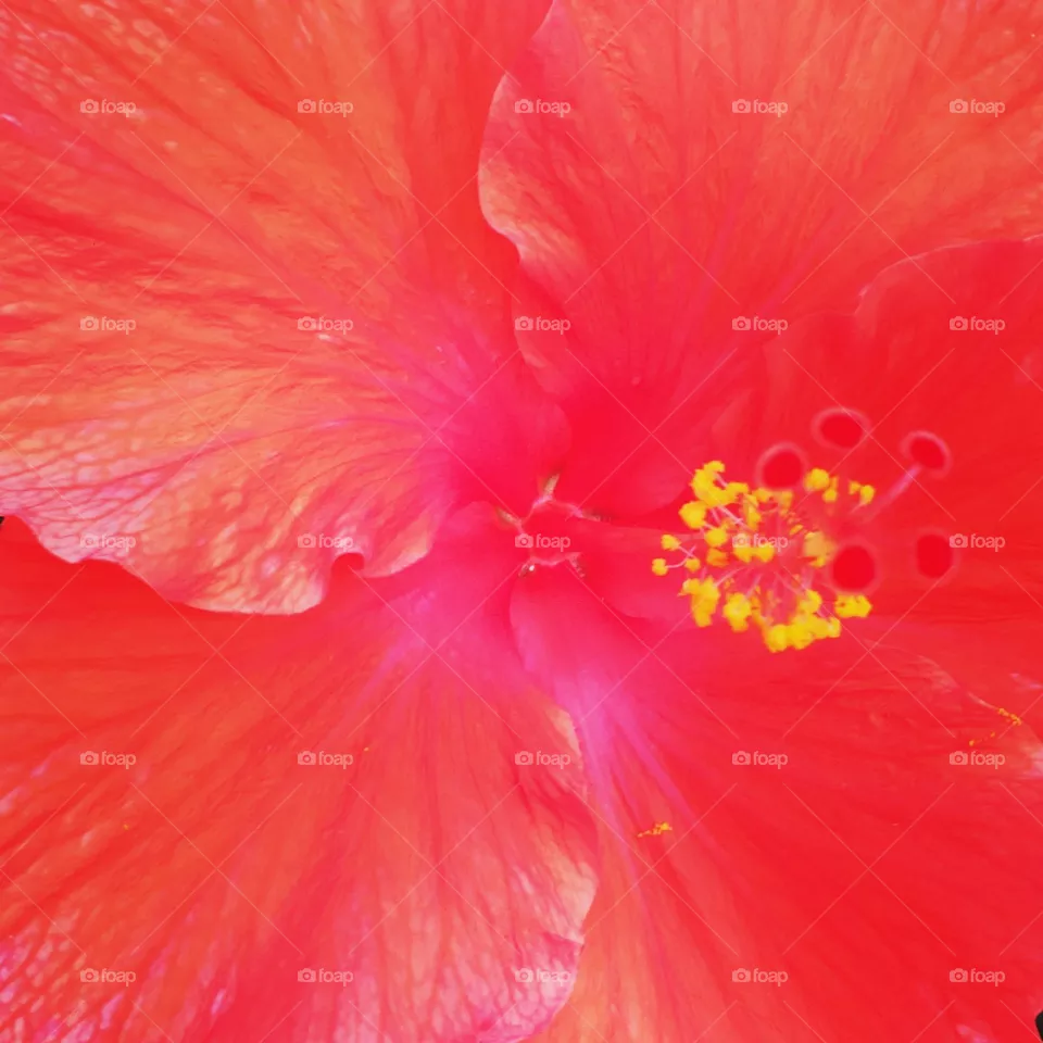 Passion flower.