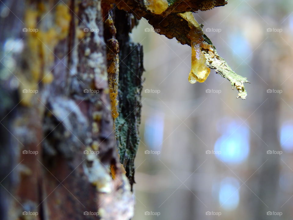Drops of resin on a tree trunk