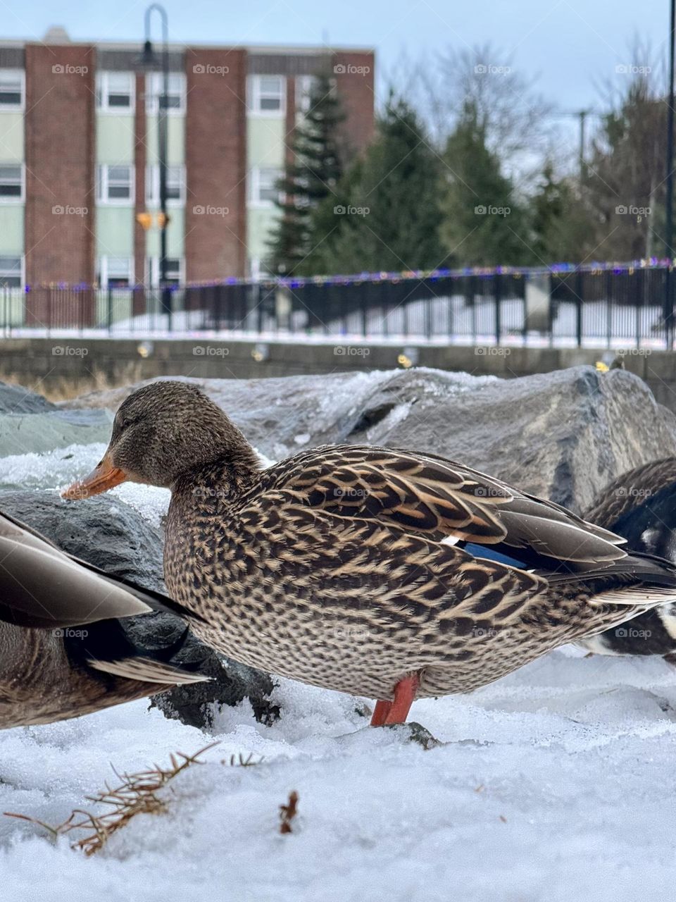 Beautiful duck relaxing in the coldness of St. John’s NL