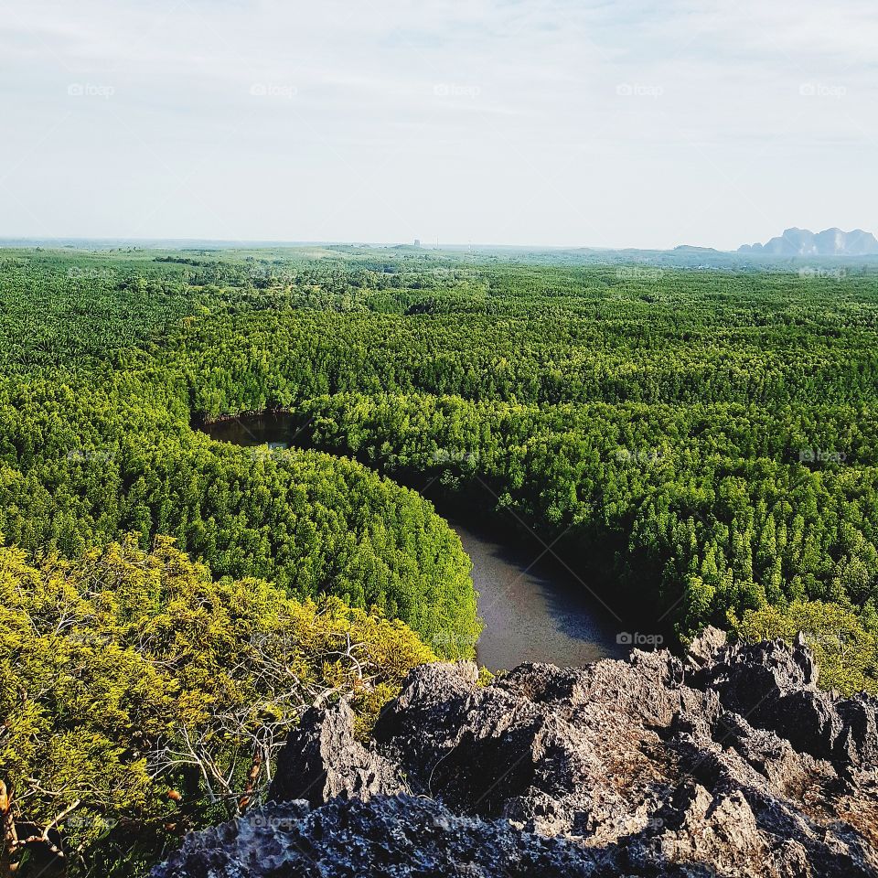 View of river and mangrove forest