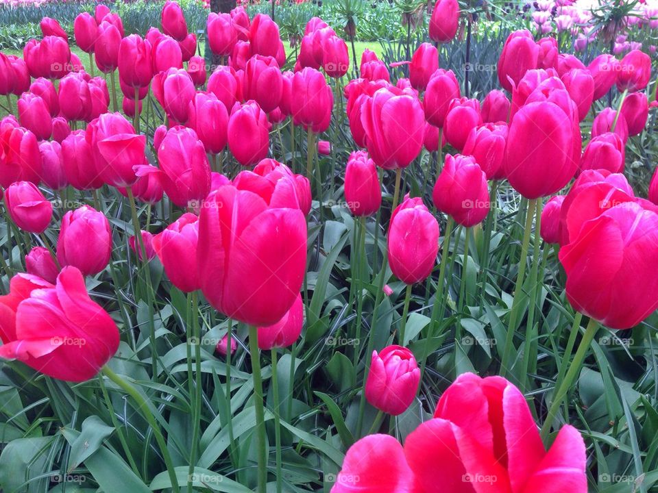 The tulip/ flower gardens in Keukenhof , the Netherlands (holland) 
