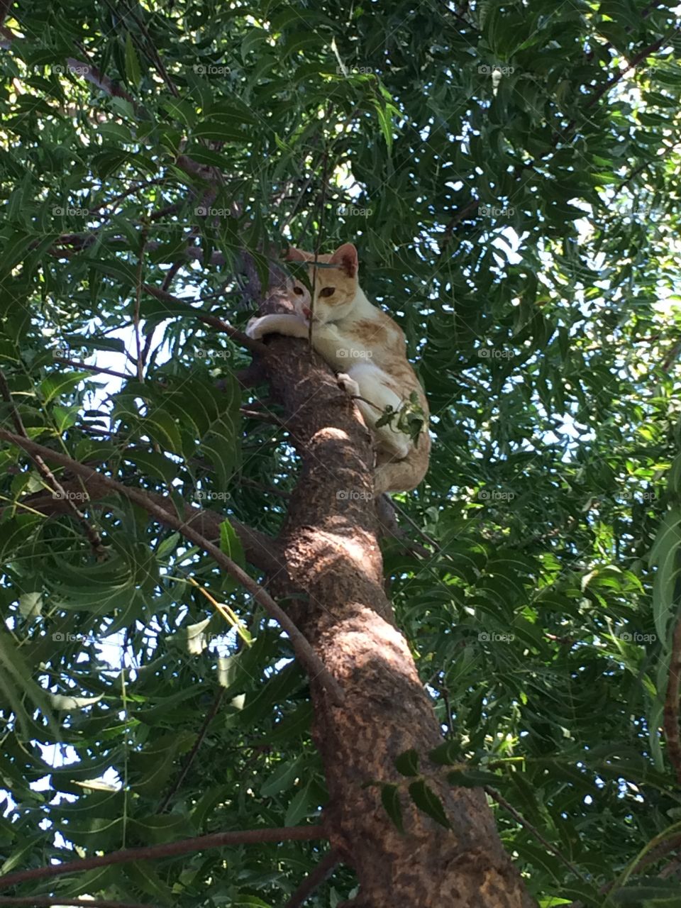 A cat what a surprise ! A orange furry animal cute at as a rabbit dangerous like a lion . A selfish disciplined creature with a cute face. Up up high in a tree π³!π