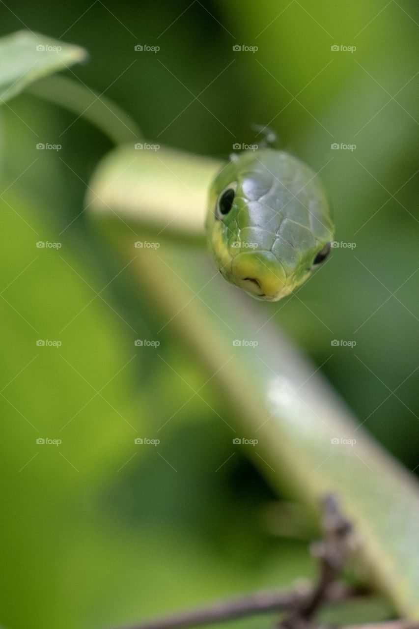 Foap, Wild Animals of the United States: A rough green snake seems curious about the camera. In the bushes at Yates Mill County Park in Raleigh North Carolina. 