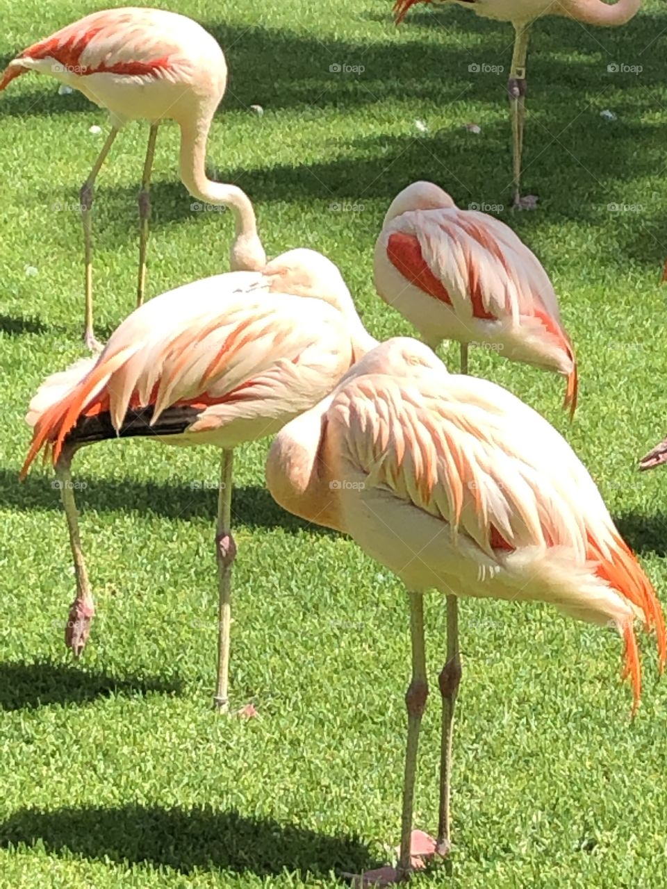 Flamingo 