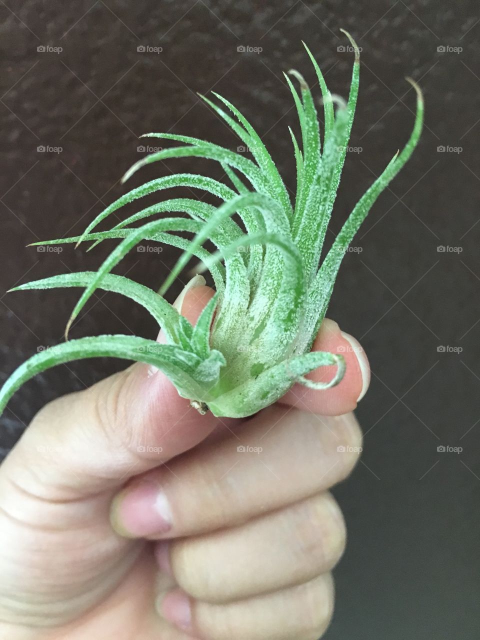 Air plant with baby
